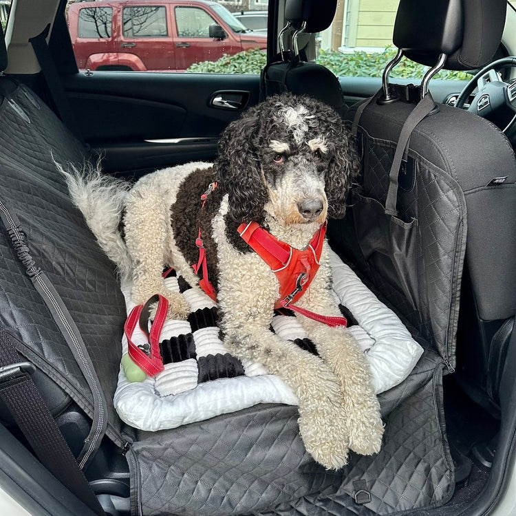 Black and white doodle in a red harness lying on a Team K9 plush bed on the hard bottom cover