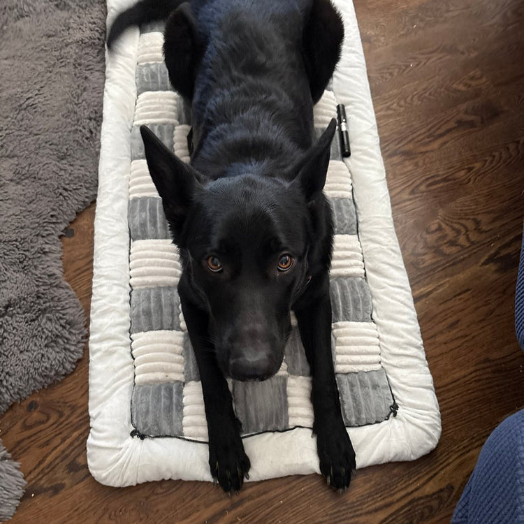 Black dog lying on a Gray Team K9 plush bed on a wood floor at home