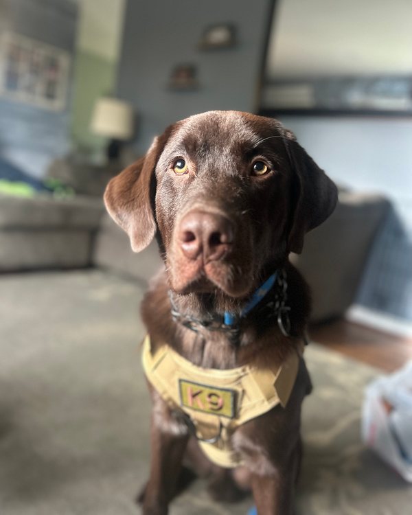 A chocolate Lab in a Desert Brown Team K9 Classic harness