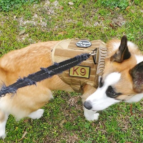 Customer photo from Troy S.: his 32 lb dog in a Small Desert Brown Team K9 Classic harness