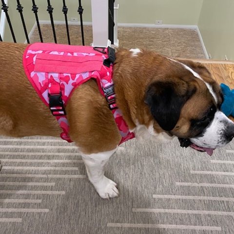 Customer photo from Candy B.: Lucy, a 170 lb St. Bernard, in a Pink Camo Team K9 Classic harness