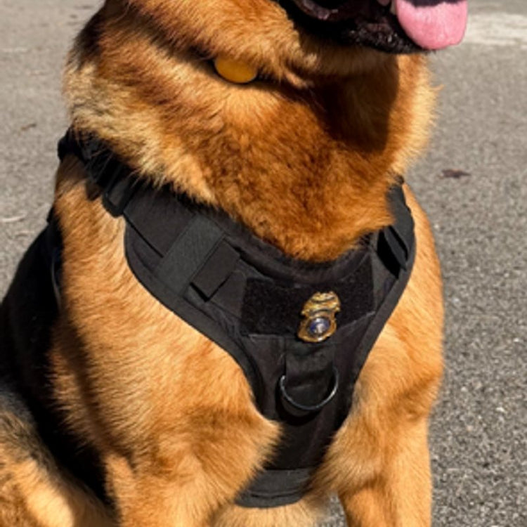 Duke, a German Shepherd, in a K9 Black Team K9 Classic harness