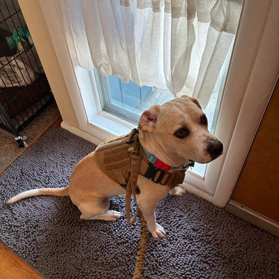 Customer photo from Joyce N.: Charley in a Desert Brown Team K9 Classic harness on the matching bungee leash