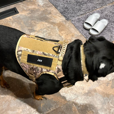 Customer photo from Johnnie D.: Jax in a MultiCam Team K9 Classic harness