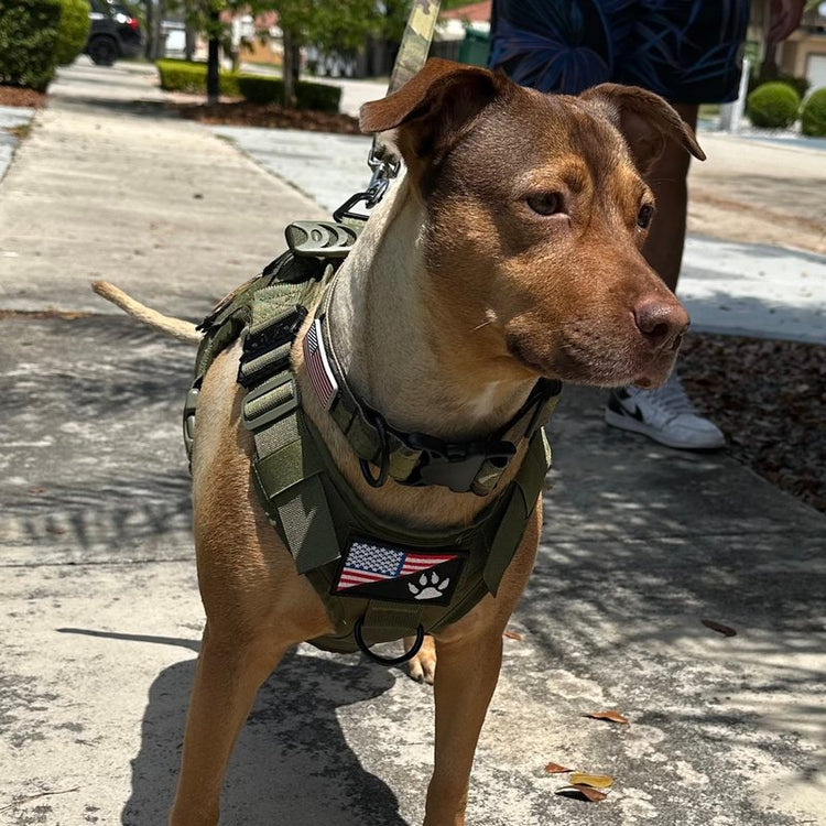 A dog in an Olive Drab Green Team K9 Classic harness on a sidewalk