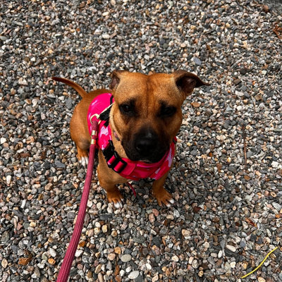 Customer photo from Kim C.: a dog on the leash in a Pink Camo Team K9 Classic harness