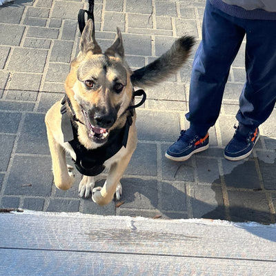 Customer photo from Gary J.: a German Shepherd on the leash in a K9 Black Team K9 Classic harness