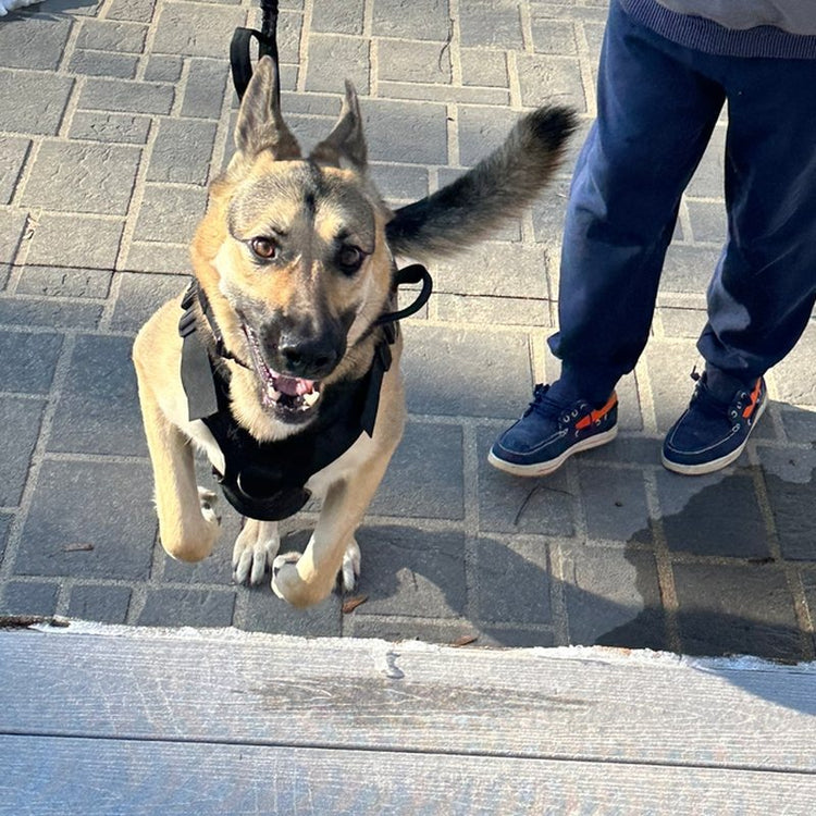 A German Shepherd on the leash in a K9 Black Team K9 Classic harness