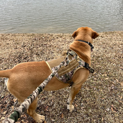 Customer photo from Lisa B.: a dog by a lake in a MultiCam Team K9 Classic harness on the leash