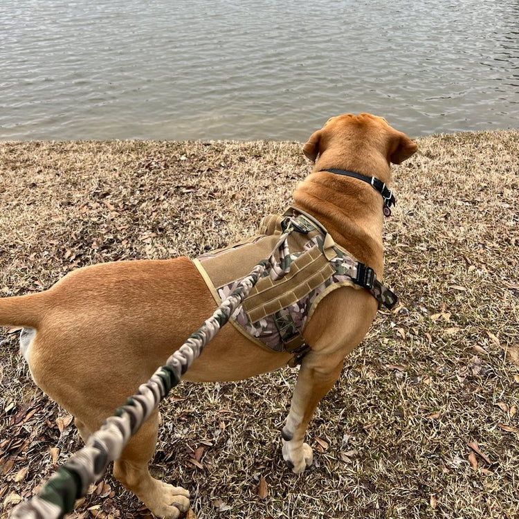 A dog by a lake in a MultiCam Team K9 Classic harness on the leash