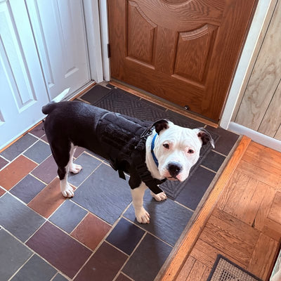 Customer photo from Terrie H.: a pit bull at the front door in a K9 Black Team K9 Classic harness