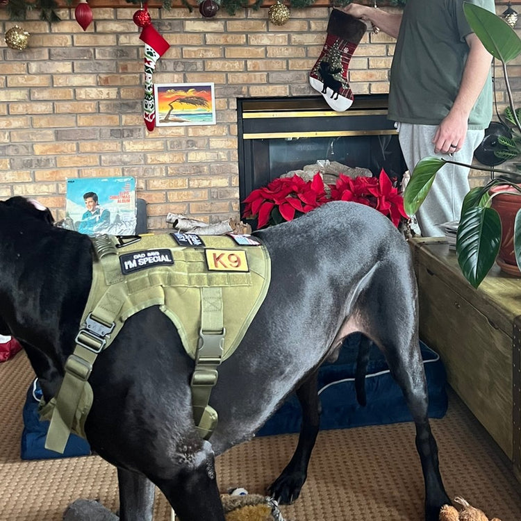 A 145 lb Great Dane in an Olive Drab Green Team K9 Classic harness