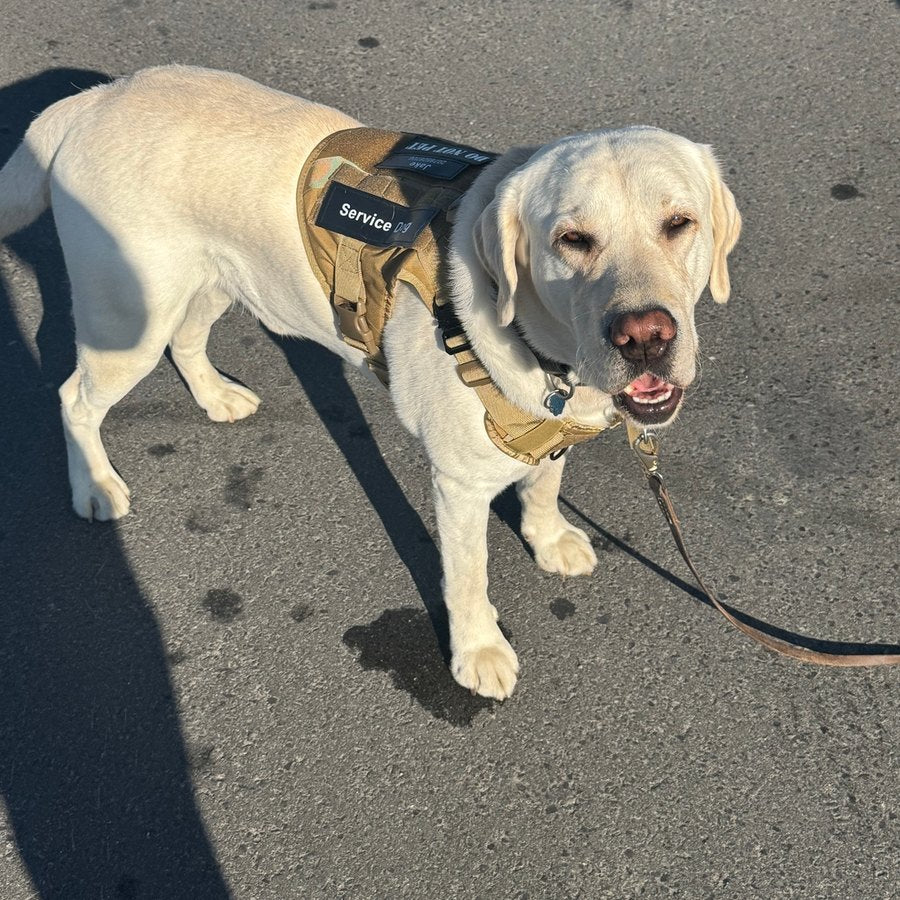 Customer photo from James M.: Jake in a Desert Brown Team K9 Classic harness, on the leash