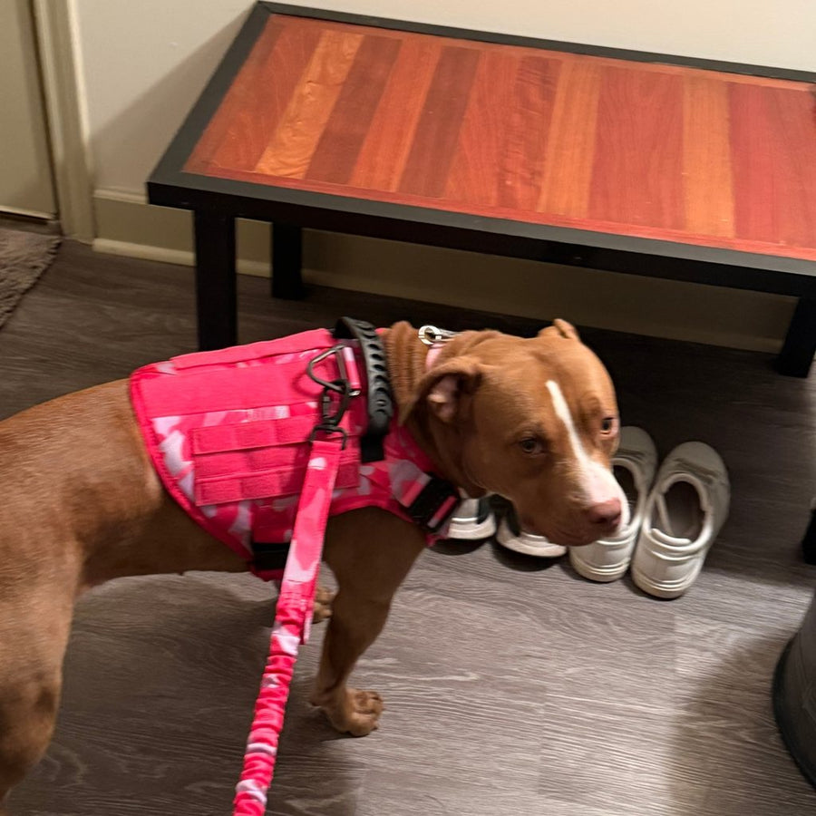 Customer photo from Shaun C.: his dog in a Pink Camo Team K9 Classic harness on the matching bungee leash