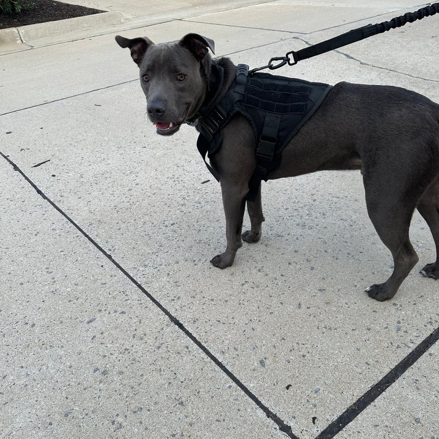 Customer photo from Todd M.: a dog on a walk in a K9 Black Team K9 Classic harness