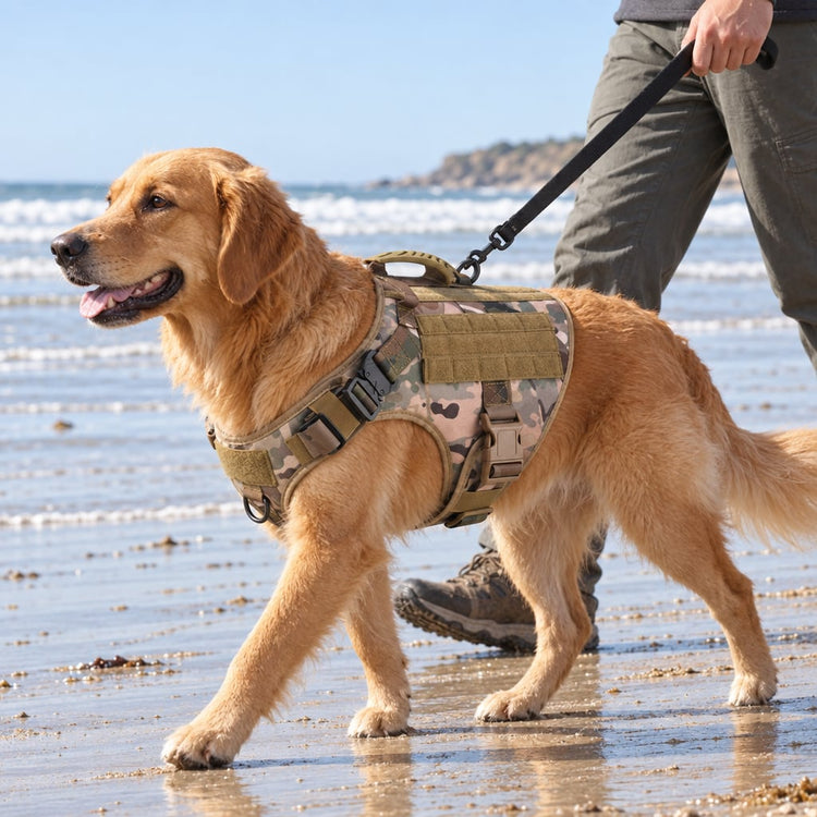Golden Retriever walking on the beach in a MultiCam Team K9 Classic harness on a leash