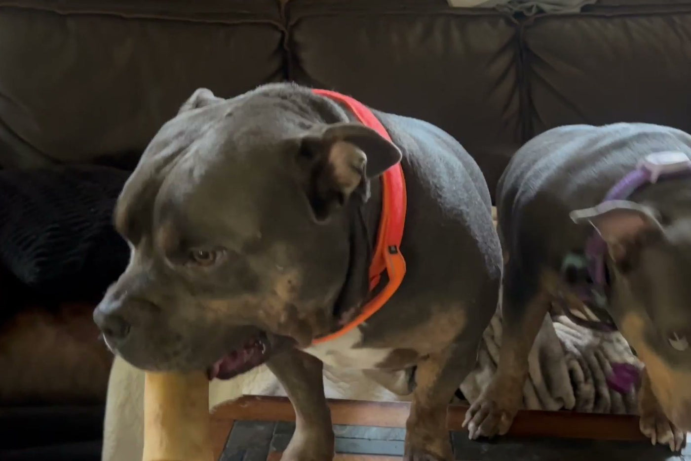 Dog in a Blaze Orange Team K9 tactical collar on a couch