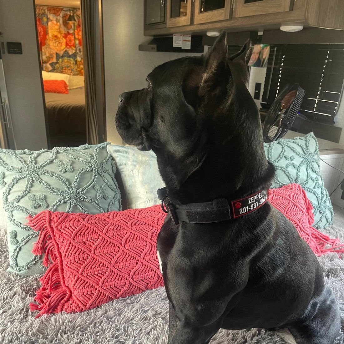 Cane Corso wearing a K9 Black Team K9 tactical collar with a name patch