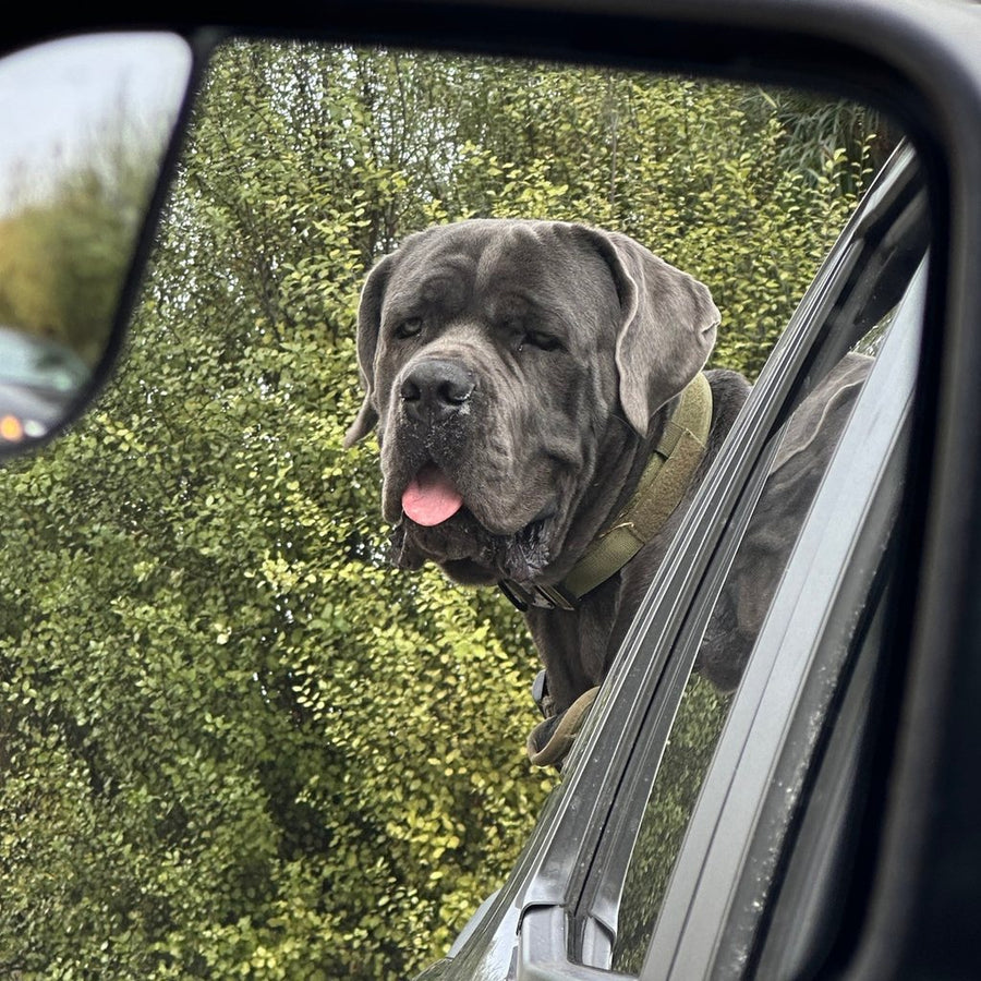 Cane Corso in an Olive Drab Green Team K9 tactical collar looking out of a car window