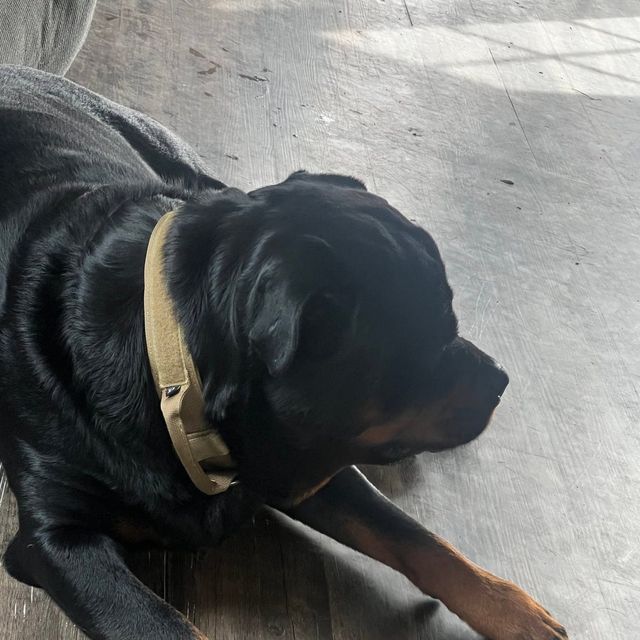 Rottweiler in a Desert Brown Team K9 tactical collar
