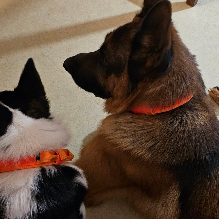 Two dogs in Blaze Orange Team K9 tactical collars