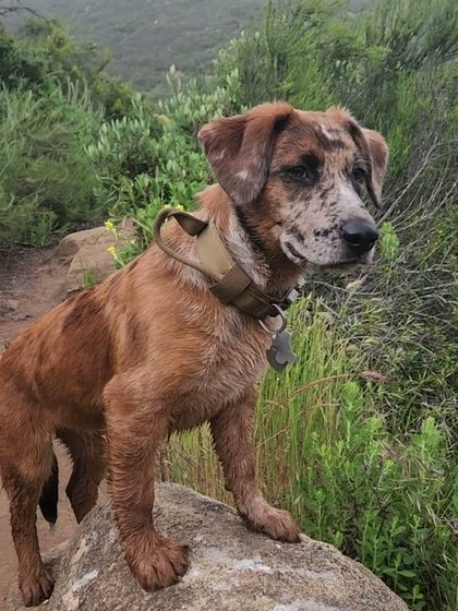Customer photo from Brandon S.: On the trail