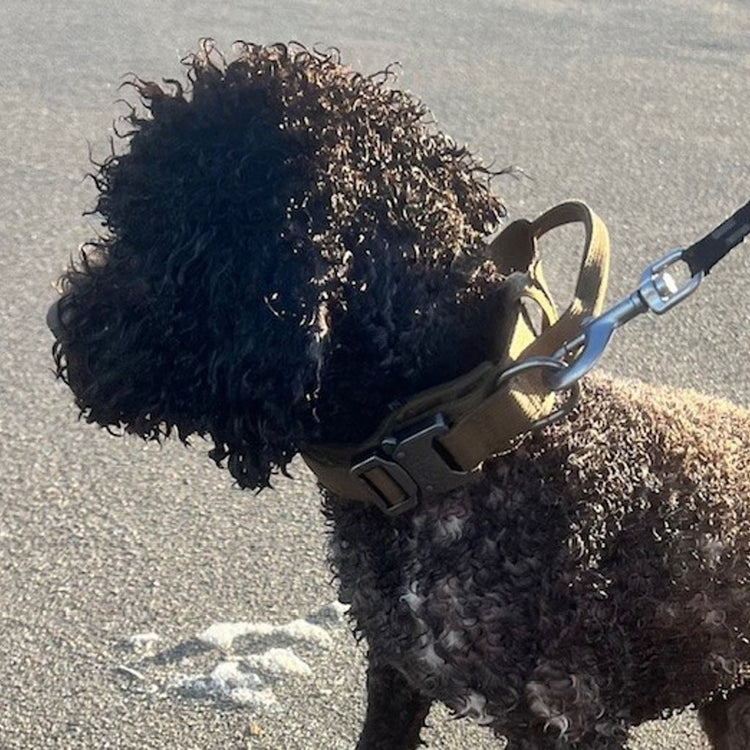 Poodle in a Desert Brown Team K9 tactical collar with the leash clipped to its metal D ring