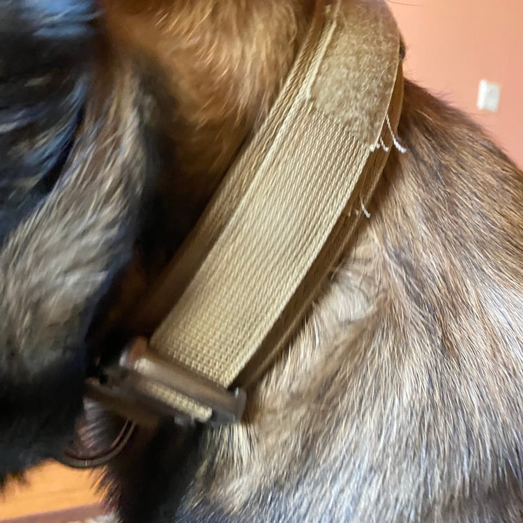 Close-up of a Desert Brown Team K9 tactical collar on a Belgian Malinois