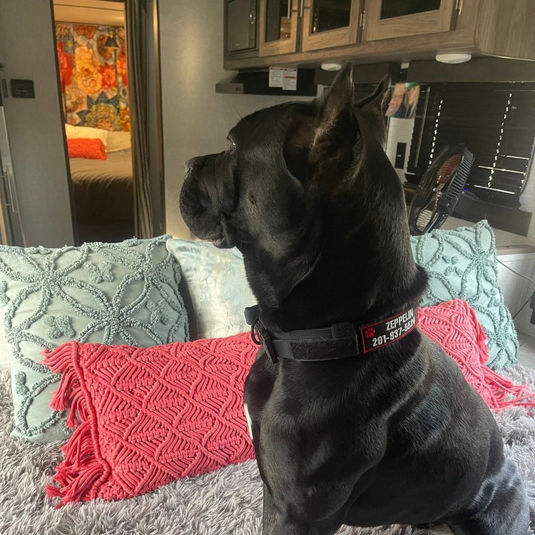 Cane Corso in a K9 Black Team K9 tactical collar with a name patch on its hook & loop panel