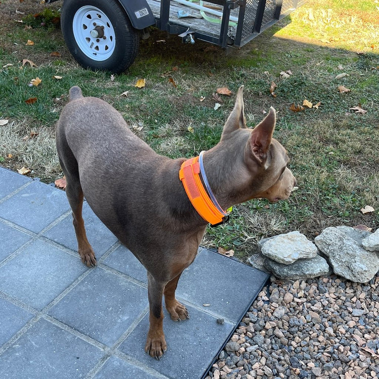 Dog in a Blaze Orange Team K9 tactical collar