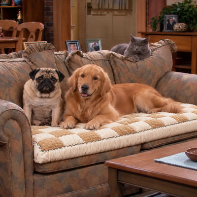 Two dogs on the Beige couch cover with a cat on the sofa back