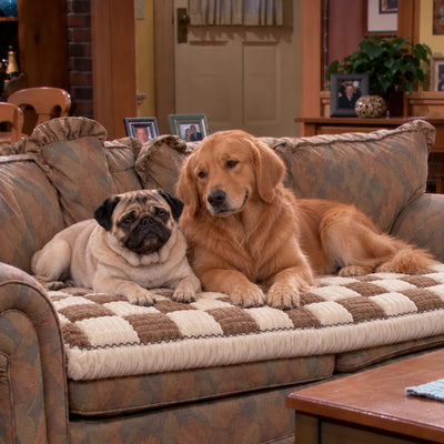 Two dogs sharing the Brown couch cover