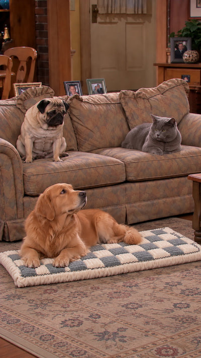 A dog resting on the cover as a floor bed beside a dog and cat on the sofa