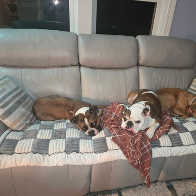 Customer photo from Jennifer B.: three dogs on a Gray Team K9 couch cover