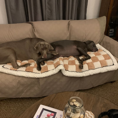 Customer photo from Larry T.: two dogs asleep on a Beige Team K9 couch cover