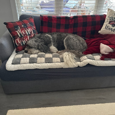 Customer photo from Carolyn P.: her dog Gunner on a Gray Team K9 couch cover