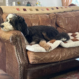 Customer photo from Thomas S.: Mosey the Bernedoodle on a Brown Team K9 couch cover on a leather sofa