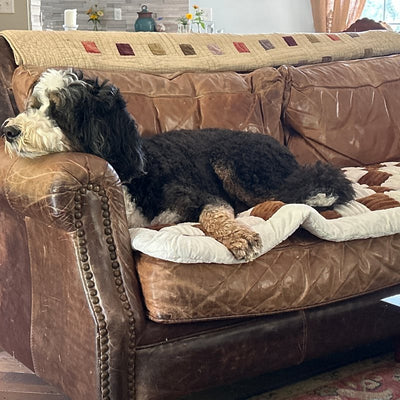 Customer photo from Thomas S.: his Bernedoodle on a Brown Team K9 couch cover on a leather sofa