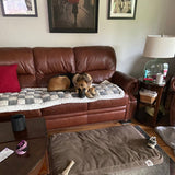 Customer photo from Lisa I.: her dog lying on a Gray Team K9 couch cover on a brown leather sofa