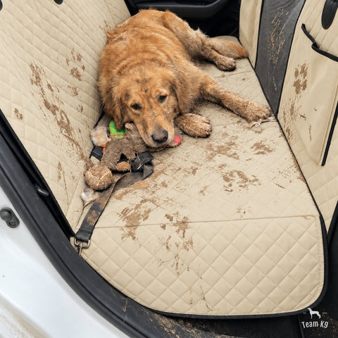 Muddy golden retriever lying on the beige seat cover