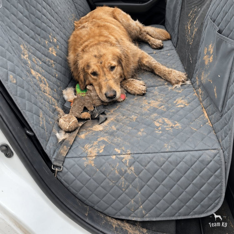 Muddy golden retriever lying on the waterproof seat cover