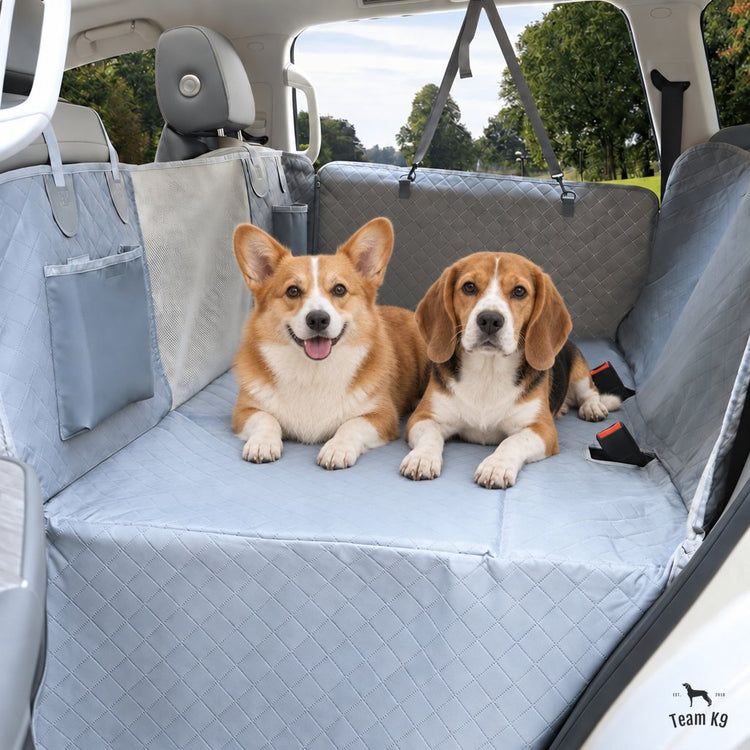 Corgi and beagle lying on the seat cover beside the seat belt buckles