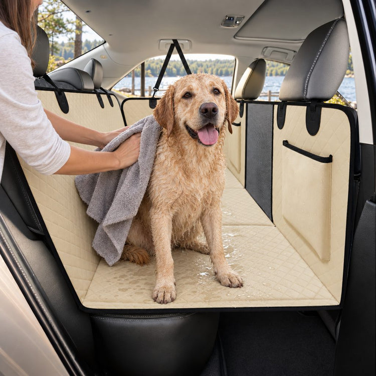 Wet Labrador being towelled dry on the beige seat cover