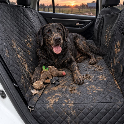 Muddy black Labrador lying on the black seat cover after a hike