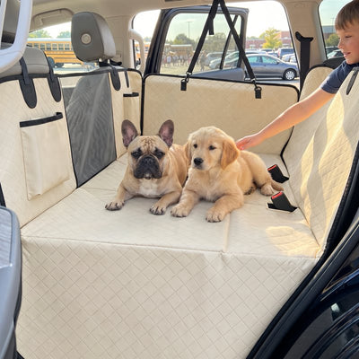 Golden Retriever puppy and French Bulldog on the beige seat cover with a child reaching in to pet them