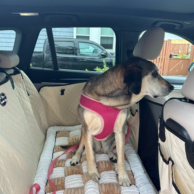 Customer photo from Laura G.: her dog Daisy on a Beige Team K9 seat cover with the plush bed
