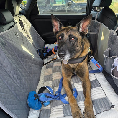 Customer photo from Sherry G.: a Belgian Malinois on the plush bed on a Gray Team K9 seat cover
