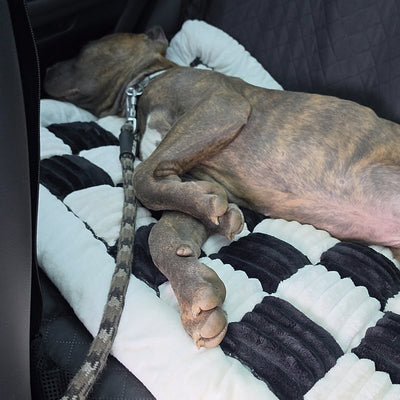 Customer photo from Philip S.: his Cane Corso puppy asleep on the plush bed on a Black Team K9 seat cover