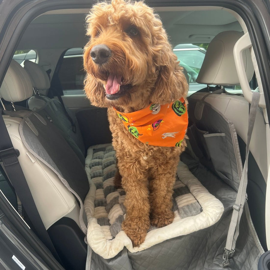 Customer photo from Gary B.: a Goldendoodle standing on the plush bed on a Team K9 seat cover