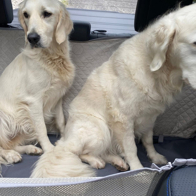 Two Golden Retrievers sitting on a Gray Team K9 hard bottom seat cover